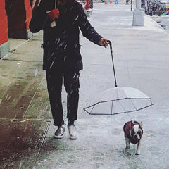 Transparent Dog Umbrella for Pets